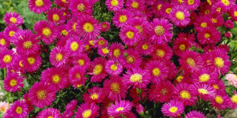 Astra alpský trvalka - nenáročná zahradní krása, kvetoucí celé léto